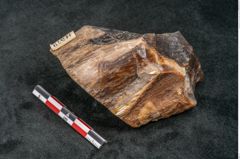 Foto (Seitenansicht) von Quercus gigantum Ettingshausen (NHMW-GEO-2024-0188-11579)